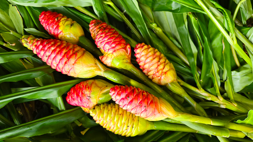 Shampoo ginger plant for a business plan