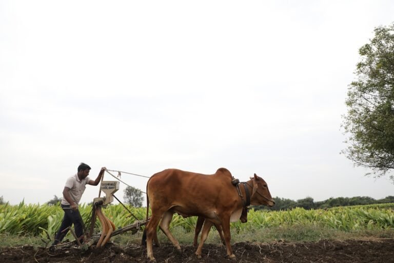 Livestock farming for an agriculture business