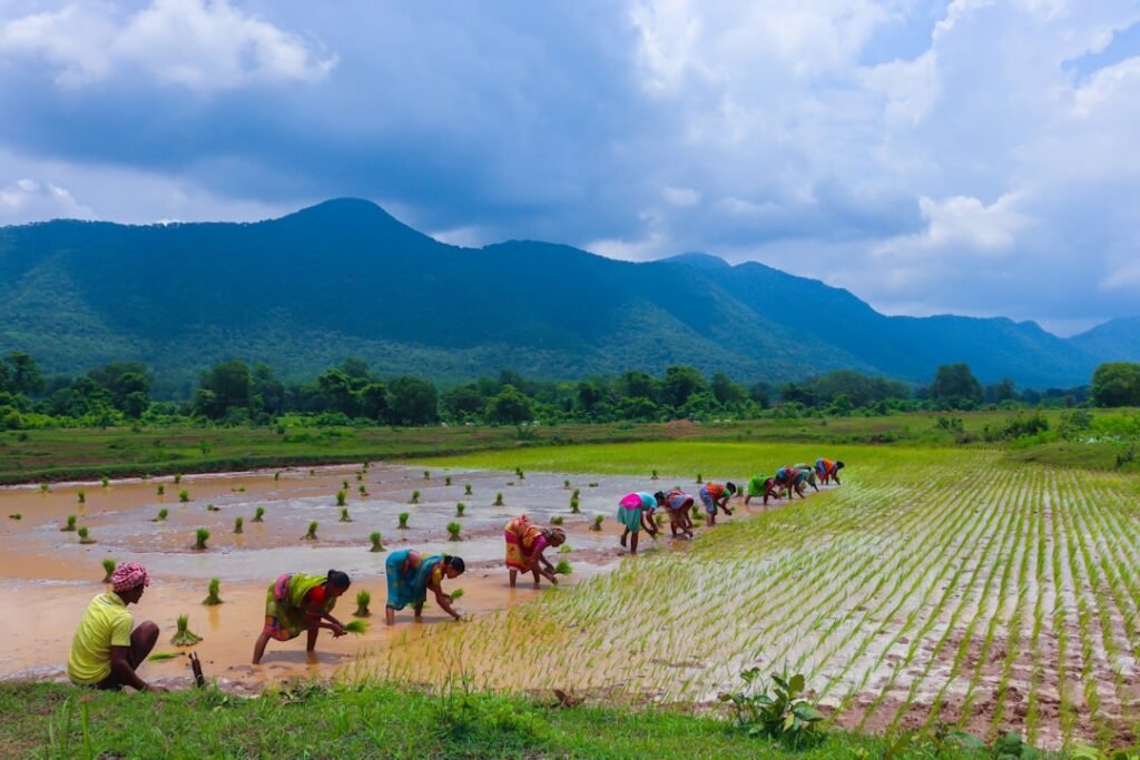 Agricultural field in India for farming business